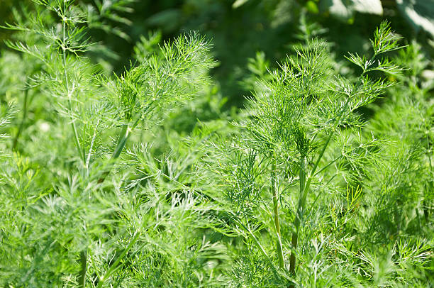 istock grin stems of dill 599750008