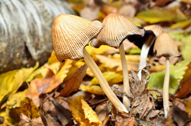 family inedible mushrooms growing in the forest. - dead animal imagens e fotografias de stock