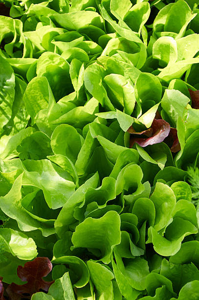 istock Fresh green lettuce salad leaves closeup in sunlight 599750124