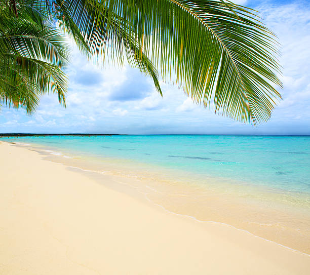 istock Caribbean sea and palm leaves. 599750442