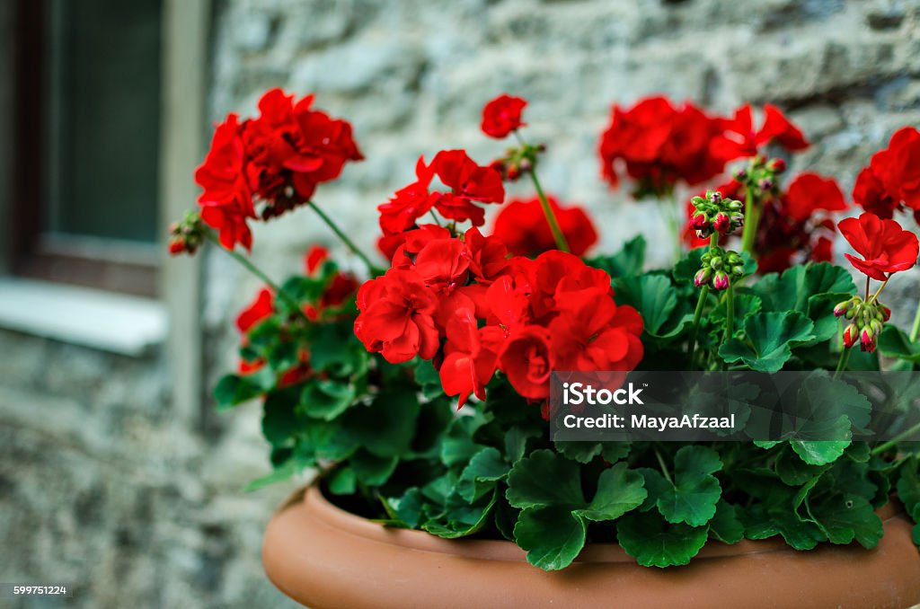 Red garden geranium flowers in pot Red garden geranium flowers in pot , close up shot / geranium flowers. pelargonium Geranium Stock Photo