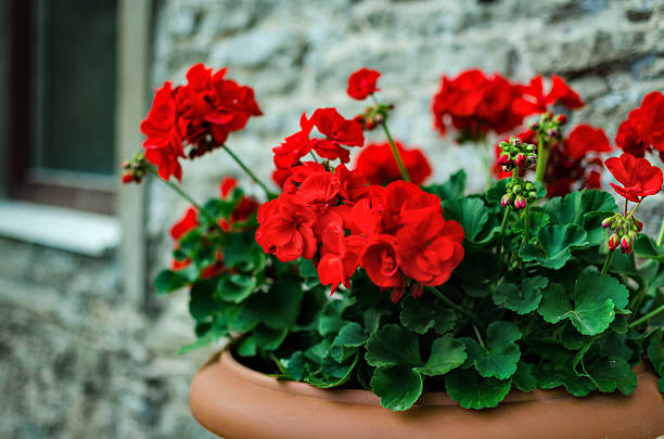 red garden geranium flowers in pot - geranium imagens e fotografias de stock