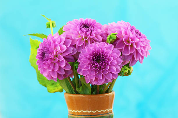 Pink dahlia bouquet on blue background with copy space