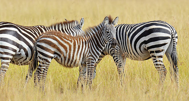 istock Zebra on grassland in Africa 599753070