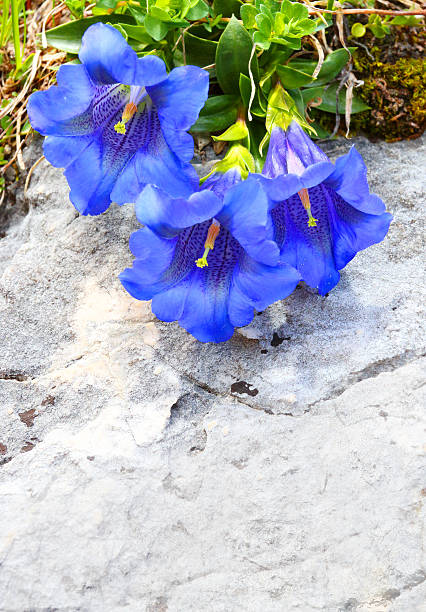 The Trumpet gentian (Gentiana Kochiana). Alpine flowers as a background for mobile phone wallpaper. Herbs from Swiss Alps.