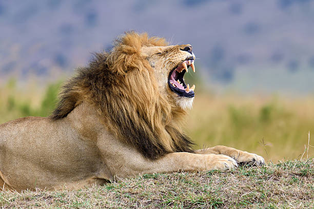 vicino leone nel parco nazionale del kenya - ruggire foto e immagini stock