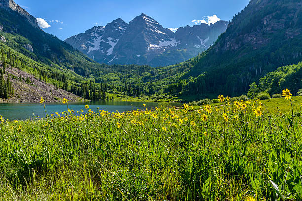 Flowering Mountain Valley Springtime at Maroon Creek Valley, Aspen, Colorado, USA. aspen tree stock pictures, royalty-free photos & images