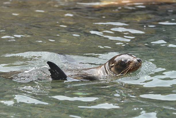 istock Sea Lion in Water 599756754