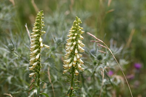 Flowers of a straw foxglove (Digitalis lutea ssp. Australis), a rare endemic in Southern Italy.