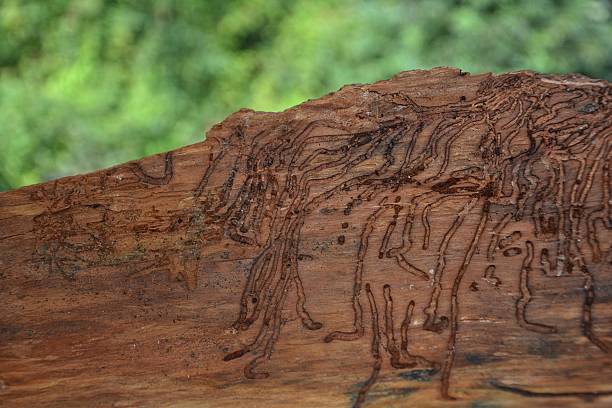 istock Wood wormholes to bark 599757194