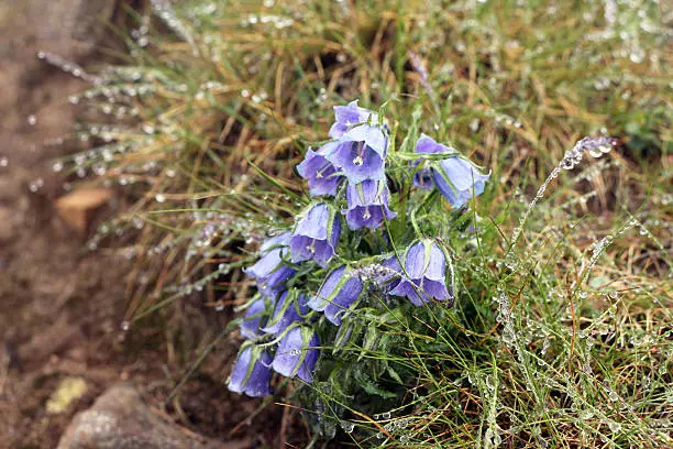 The Campanula alpina. The Carpathian Mountain Flowers.
