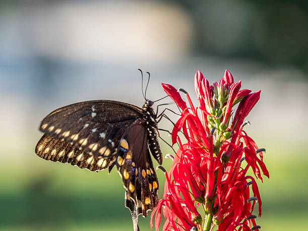 istock Eastern tiger swallowtail, Papilio glaucus 599757972