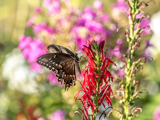 istock Eastern tiger swallowtail, Papilio glaucus 599757988