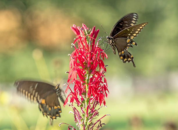 istock Eastern tiger swallowtail, Papilio glaucus 599758030