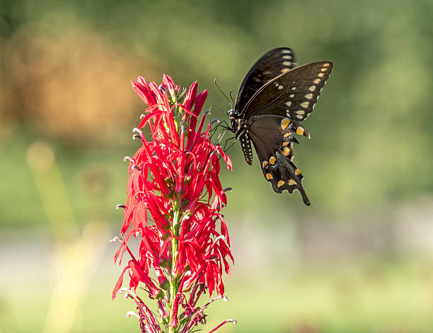 istock Eastern tiger swallowtail, Papilio glaucus 599758042