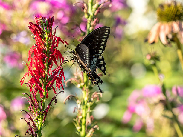 istock Eastern tiger swallowtail, Papilio glaucus 599758056