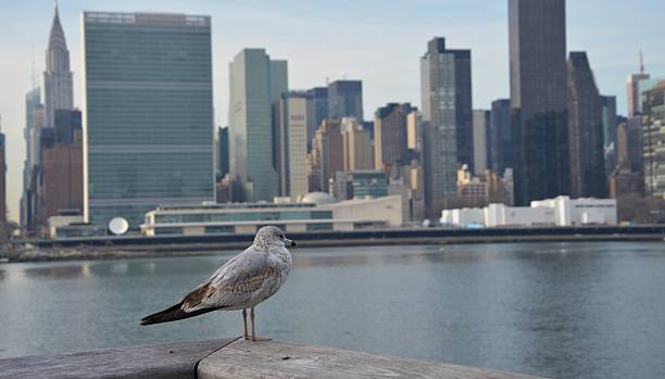 istock seagull sleeping in big city 599758590