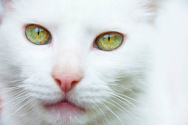 istock White cat with green eyes and a pink nose 599759548