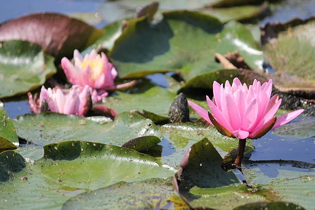 Lotus Lily Pad Flower Pink lily pad flowers blooming on a pond. Close up. peacful stock pictures, royalty-free photos & images