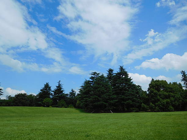 istock The cool morning in summer in a green park 599761206