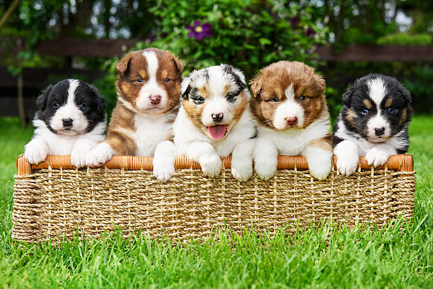 Puppies in a basket Five cute Australian Shepherd puppy in a basket five animals stock pictures, royalty-free photos & images