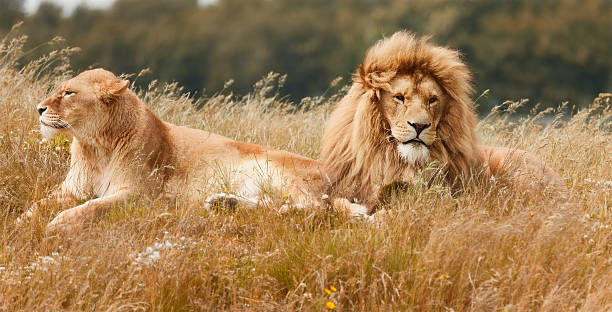 lions  - lion mane strength male animal стоковые фото и изображения