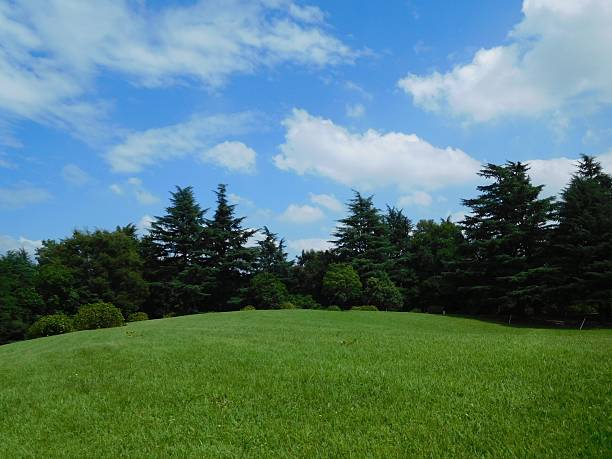 istock The cool morning in summer in a green park 599761840