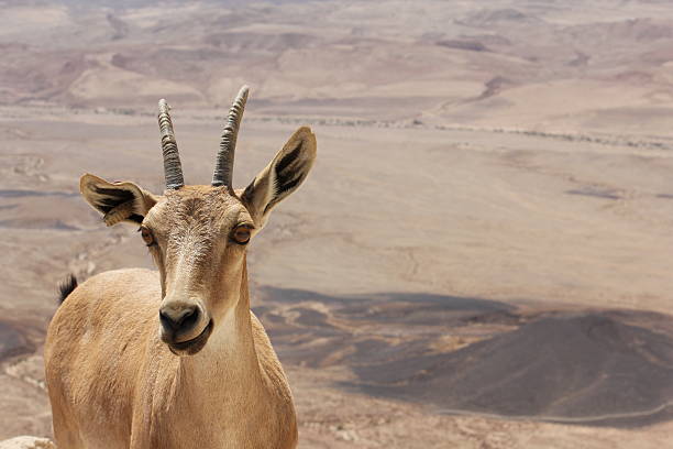 istock Female Ibex in Israel 599761880