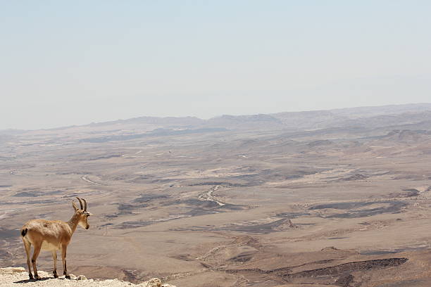 istock Ibex in the Negev Desert Landscape 599761896