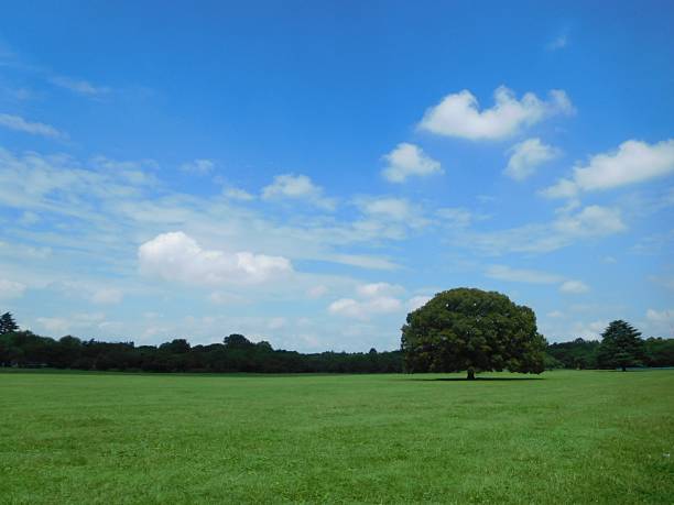 A view over green fields near Sandringham in West Norfolk, in Eastern England, with cattle resting under a large tree. (Manipulated image.)