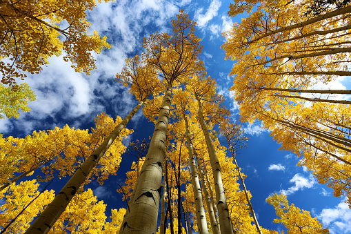 Aspen forest in autumn with fall colors of gold, yellow, blue, white, yellow in San Juan NAtional Forest outside of Ouray and Silverton on the Million Dollar Highway.