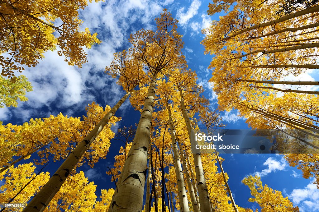 Gold yellow aspen forest in autumn with blue sky Aspen forest in autumn with fall colors of gold, yellow, blue, white, yellow in San Juan NAtional Forest outside of Ouray and Silverton on the Million Dollar Highway. Aspen Tree Stock Photo