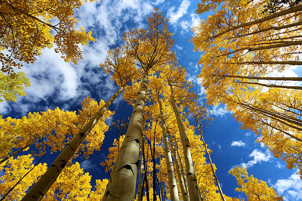 Gold yellow aspen forest in autumn with blue sky Aspen forest in autumn with fall colors of gold, yellow, blue, white, yellow in San Juan NAtional Forest outside of Ouray and Silverton on the Million Dollar Highway. aspen colorado photos stock pictures, royalty-free photos & images