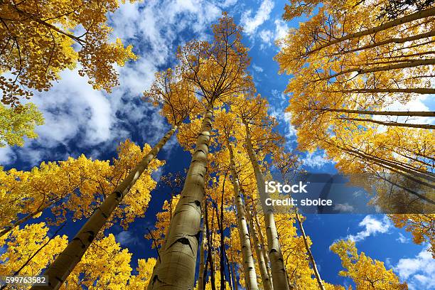 Gold Yellow Aspen Forest In Autumn With Blue Sky Stock Photo - Download Image Now - Aspen Tree, Colorado, Autumn