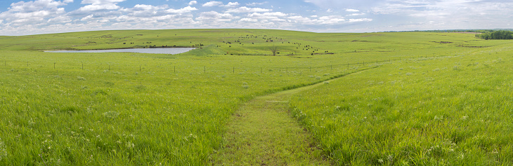 Flint Hills panorama, Kanza Heritage Trail, cattle grazing