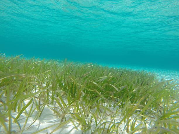 istock Weeds of the Sea 599764344