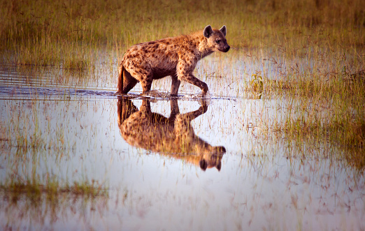 Hyena with reflection walking through a flood plain in early morning light – Masai Mara national park, Kenya