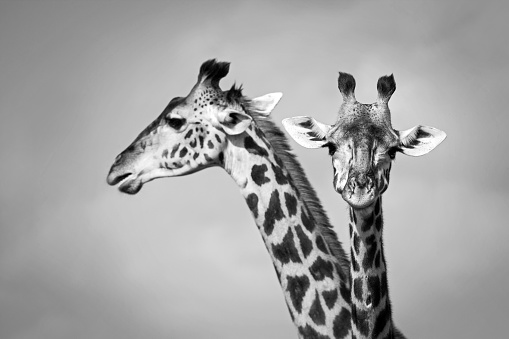 Pair of giraffe - Masai Mara, Kenya 