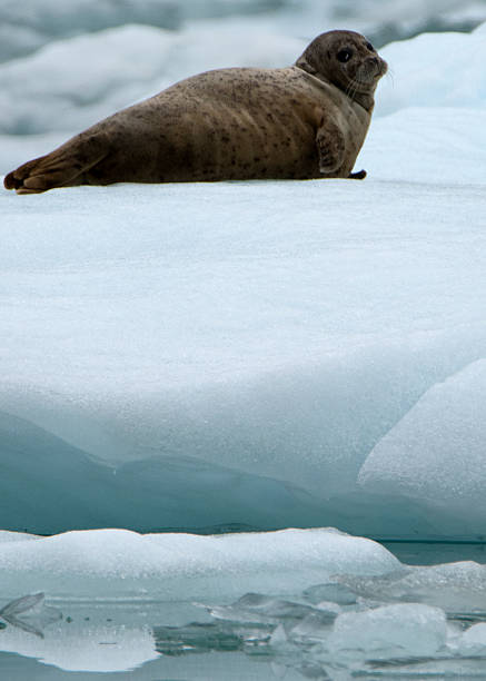 istock Harbor Seal near Sawyer Glacier, Alaska 599765516