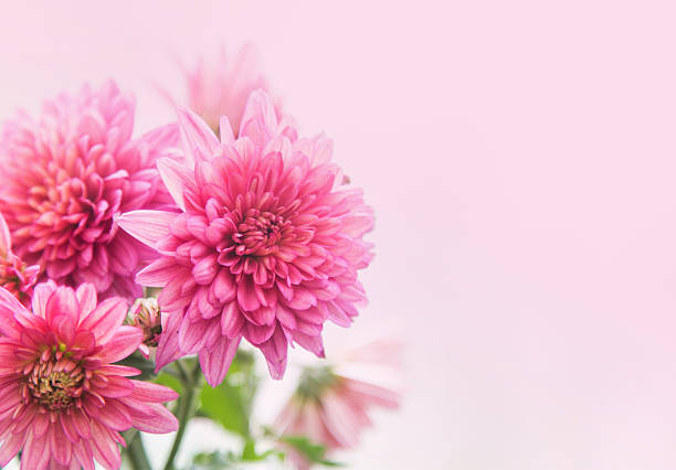 Beautiful pink chrysanthemum flower as soft background