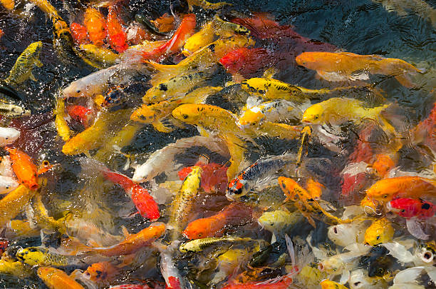 istock Koi Fishes In The Pond (Fancy Carp Fish). 599765954