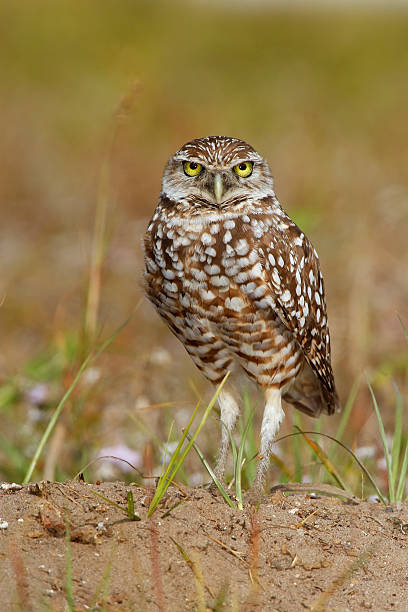 istock Burrowing Owl standing on the ground 599766258