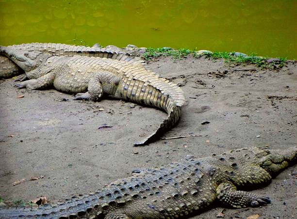 istock two crocodiles Stock Photo and Stock Image 599766502