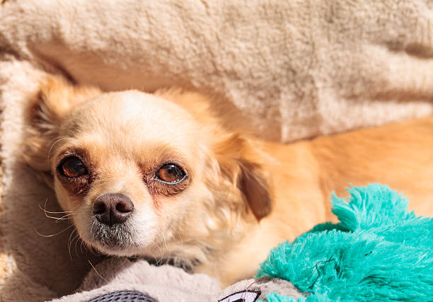 istock Small blond Chihuahua puppy 599766780