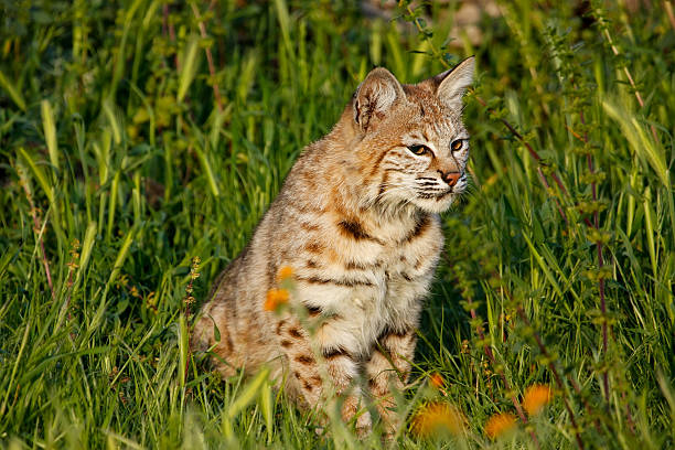 istock Bobcat sitting in a grass with flowers 599766964