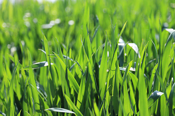 istock Thrive in the field of wheat 599767040