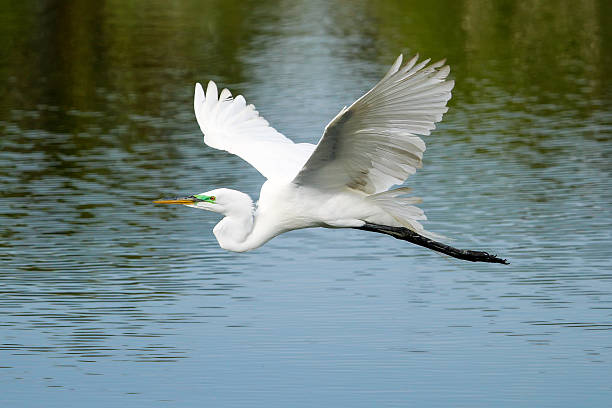 Great Egret (Ardea alba) in flight Great Egret (Ardea alba) flying ding darling national wildlife refuge stock pictures, royalty-free photos & images