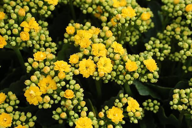 istock Kalanchoe blossfeldiana 599767288