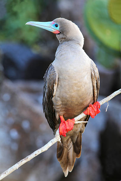 istock Red-footed booby on Genovesa island, Galapagos National Park, Ec 599767470