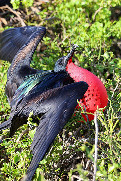 istock Male Great Frigatebird (Fregata minor) displaying 599767550